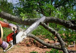 Best Tree Cabling and Bracing  in Andalusia, IL