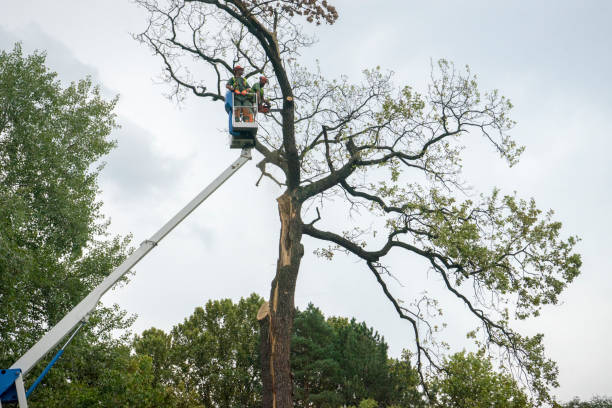 Why Choose Our Tree Removal Services in Andalusia, IL?