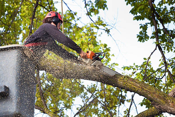 Best Tree Trimming and Pruning  in Andalusia, IL